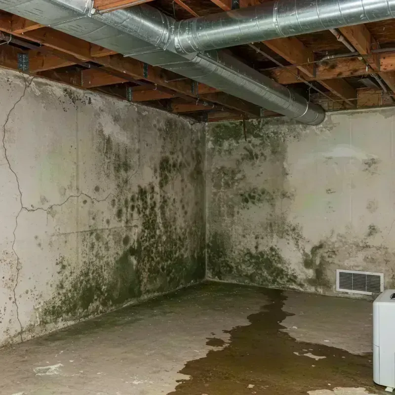 Professional Mold Removal in Lynden, WA